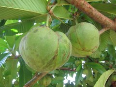 Chinese Elephant Apple - National Desserts in China