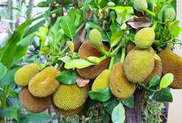 Cowa aka Jackfruit - National Desserts in Trinidad and Tobago