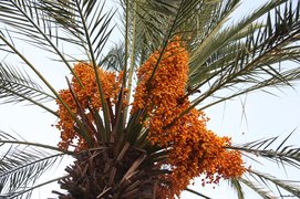 Date-palms - National Desserts in Saudi Arabia