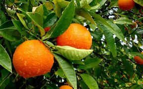 American Oranges - National Desserts in USA