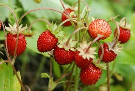 French Fragaria - National Desserts in France