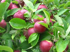 French Apples - National Desserts in France