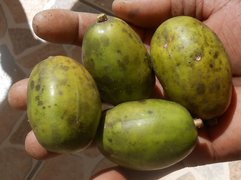 Grenadian Golden Apple - National Desserts in Grenada