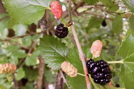 Hungarian Mulberry - National Desserts in Hungary