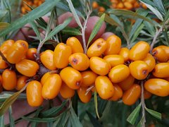 Hungarian Sea Buckthorn - National Desserts in Hungary