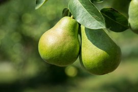 Indian Pear