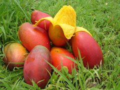 Angolese Mango - National Desserts in Angola