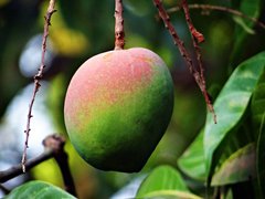Zimbabwe Mangoes - National Desserts in Zimbabwe