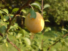 Mirabelle Plum - National Desserts in France