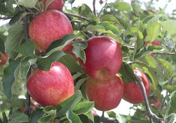 New Zealand Apples - National Desserts in New Zealand