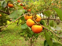 Nepalese Persimmon - National Desserts in Nepal