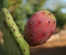 Maltese Prickly Pears - National Desserts in Malta