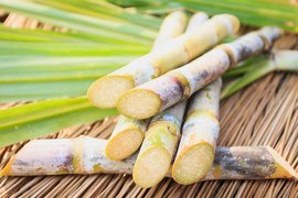 Jamaican Sugar Cane - National Desserts in Jamaica