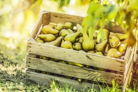 Swiss Pears