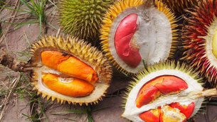 Filipino Durian - National Desserts in Philippines