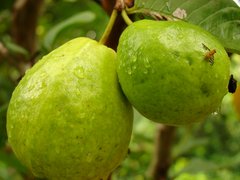 Fijian Guava - National Desserts in Fiji
