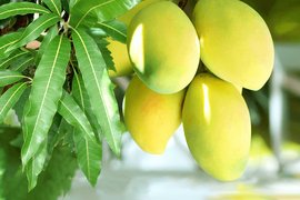Kenyan Mango - National Desserts in Kenya