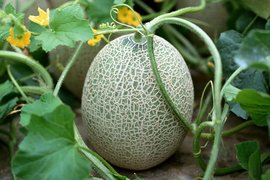 Seychelles Melons - National Desserts in Republic of Seychelles