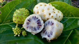 St. Kitts Noni - National Desserts in Saint Kitts and Nevis