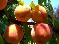 Montenegro Peaches - National Desserts in Montenegro