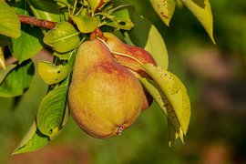 Paraguaya Pears - National Desserts in Paraguay