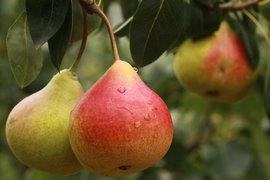 Armenian Pears - National Desserts in Armenia