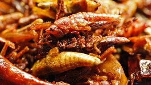 Fried Grasshoppers - National Hot Appetizers in Uganda