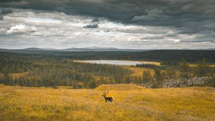 Salla | Lapland Region, Finland - Rated 4.7