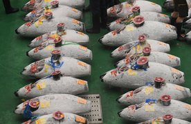 Toyosu Market in Japan, Kanto | Seafood - Country Helper